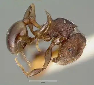 Pheidole fatigata