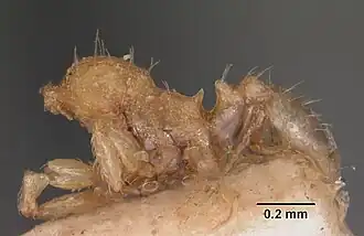 Pheidole flavens