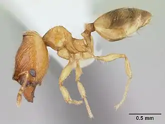 Pheidole fracticeps