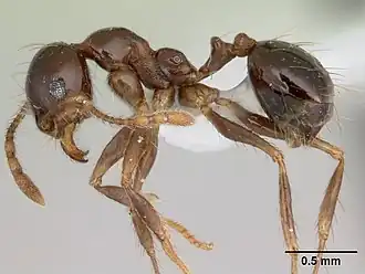 Pheidole gertrudae