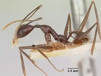 Pheidole grallatrix
