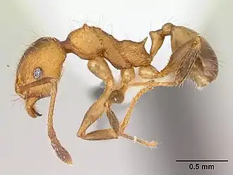 Pheidole haywardi