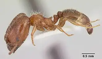 Pheidole humeralis