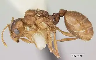 Pheidole inquilina