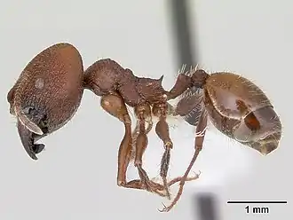 Pheidole jelskii