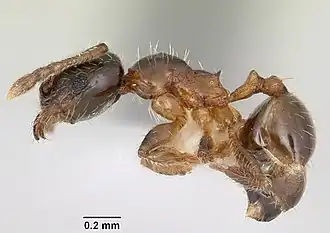 Pheidole juniperae