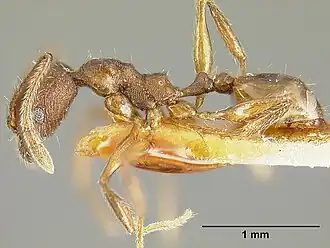 Pheidole laeviventris