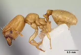 Pheidole lamia