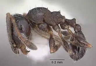 Pheidole littoralis