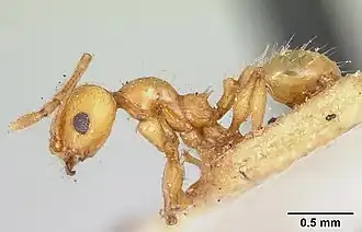 Pheidole lucida