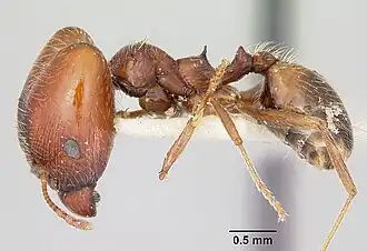 Pheidole macclendoni