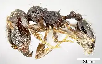Pheidole mackayi