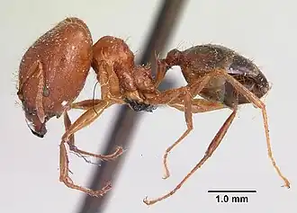 Pheidole madecassa