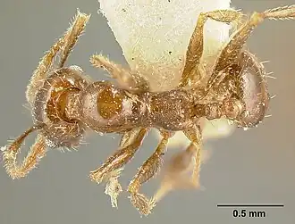 Pheidole maja
