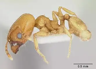 Pheidole marcidula