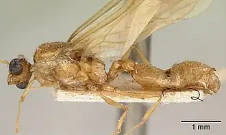 Megacephala megacephala