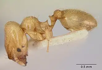 Pheidole mera
