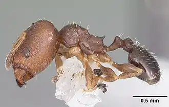 Pheidole metallescens