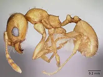 Pheidole micula