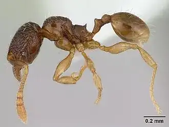 Pheidole mosenopsis