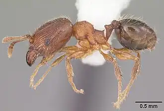 Pheidole moerens