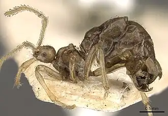 Pheidole neokohli