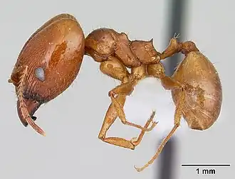 Pheidole oxyops