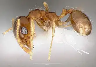 Pheidole paiute