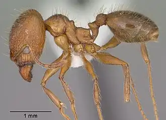 Pheidole perpilosa