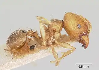 Pheidole picata