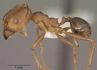 Pheidole portalensis