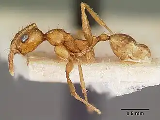 Pheidole prelli