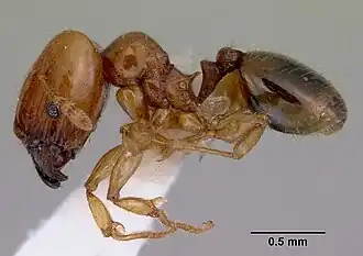 Pheidole proxima