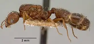 Pheidole punctulata