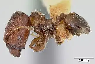Pheidole recondita