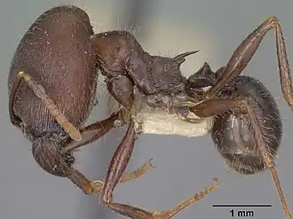 Pheidole rhea