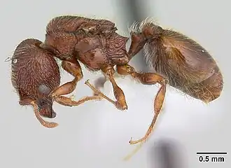 Pheidole rugatula