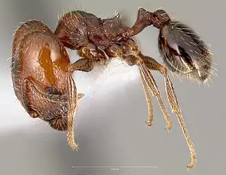 Pheidole rugulosa