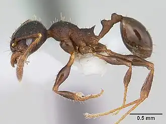 Pheidole scapulata