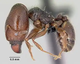 Pheidole senex
