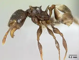 Pheidole sexspinosa