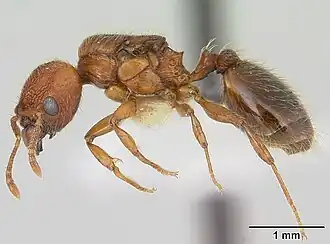 Pheidole sigillata