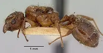 Pheidole sikorae