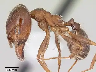 Pheidole sitiens