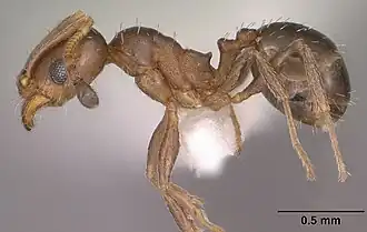 Pheidole soritis