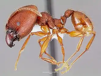Pheidole speculifera