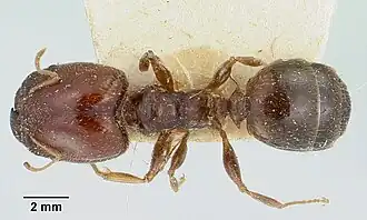 Pheidole spinulosa