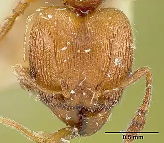 Pheidole striaticeps