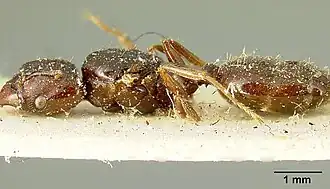 Pheidole stulta