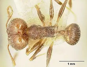 Pheidole susannae